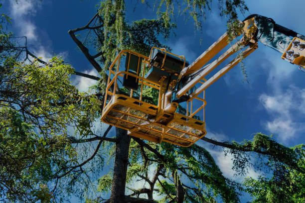 How Our Tree Care Process Works  in  Tichigan, WI