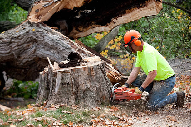 Tichigan, WI Tree Services Company