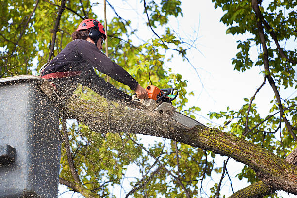 Best Lawn Watering Services  in Tichigan, WI